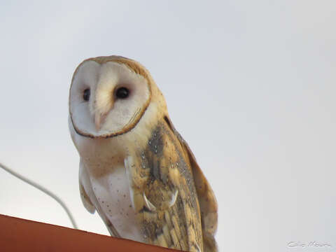 Image de <i>Tyto alba tuidara</i>