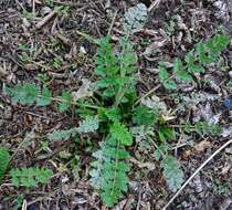 Image of musky stork's bill