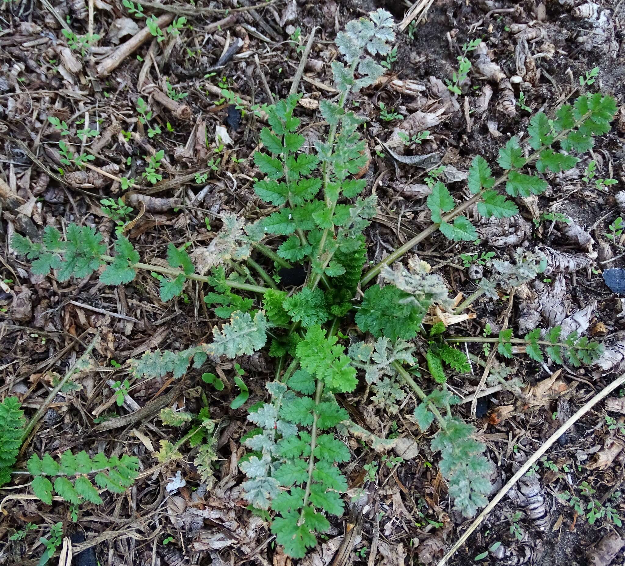 Image of musky stork's bill