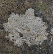 Image of wart lichen