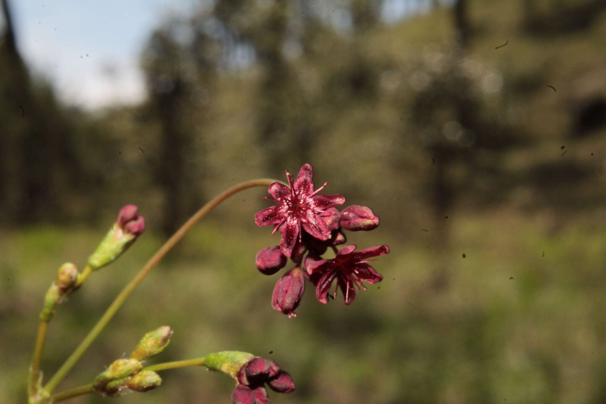 Image of red buckwheat