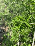 Image of <i>Loeseneriella <i>crenata</i></i> var. crenata