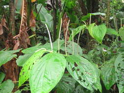 Image of Jamaican pepper