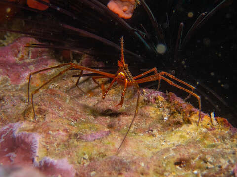 Imagem de Stenorhynchus debilis (Smith 1871)