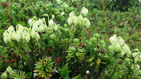 Image of Yellow Mountain-Heath