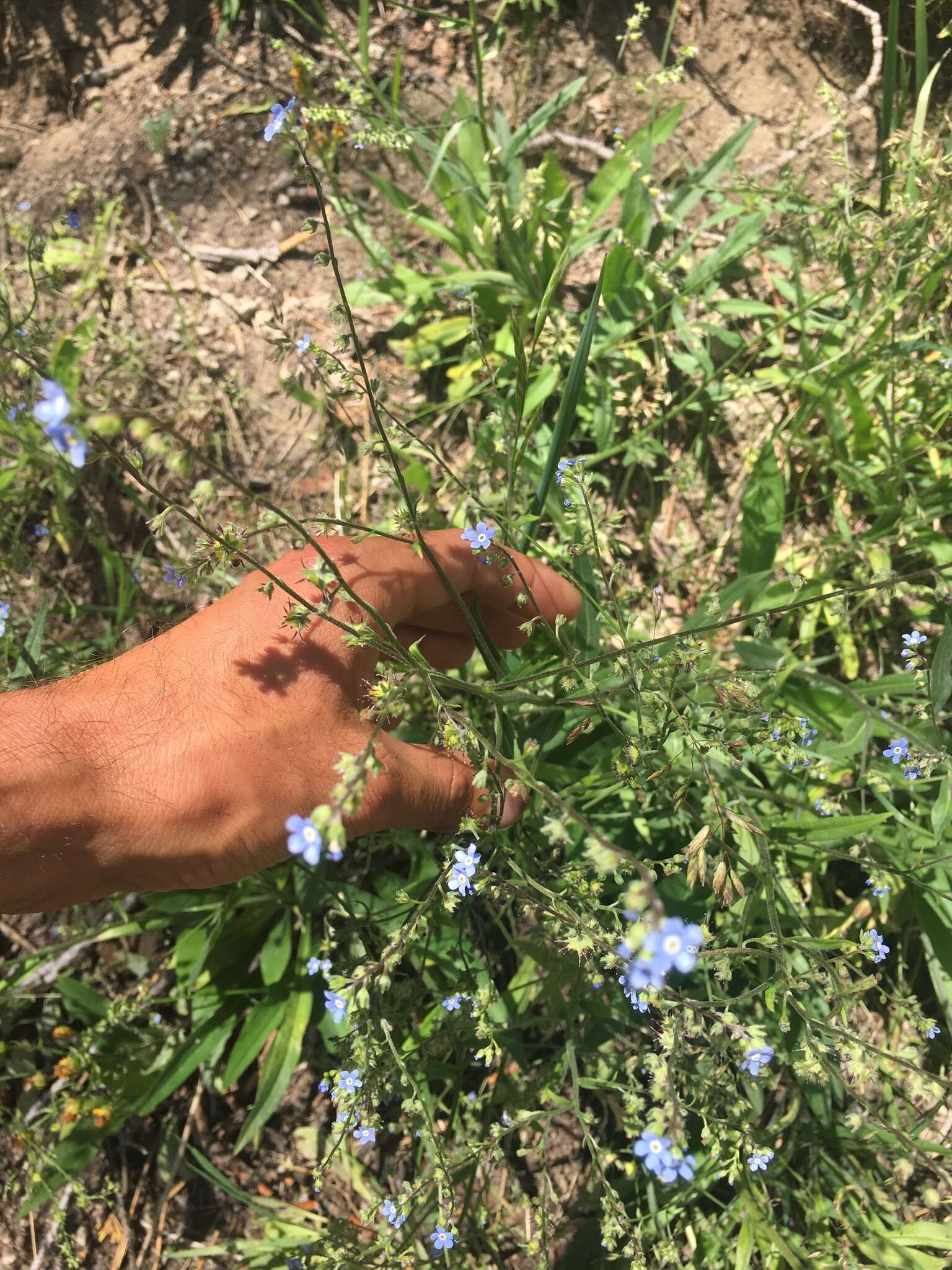 Image of manyflower stickseed