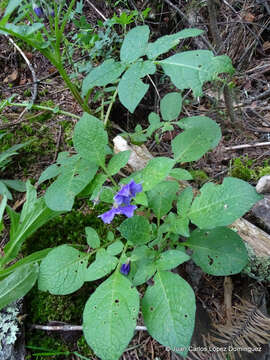 Solanum demissum Lindl.的圖片