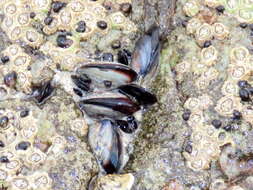 Image of Mediterranean mussel