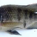 Image of Black tilapia