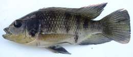 Image of Black tilapia