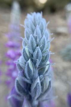 Image of Panamint Mountain lupine