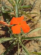 Tricliceras longepedunculatum (Mast.) R. B. Fernandes resmi