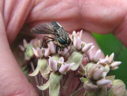 صورة Hybomitra sodalis (Williston 1887)