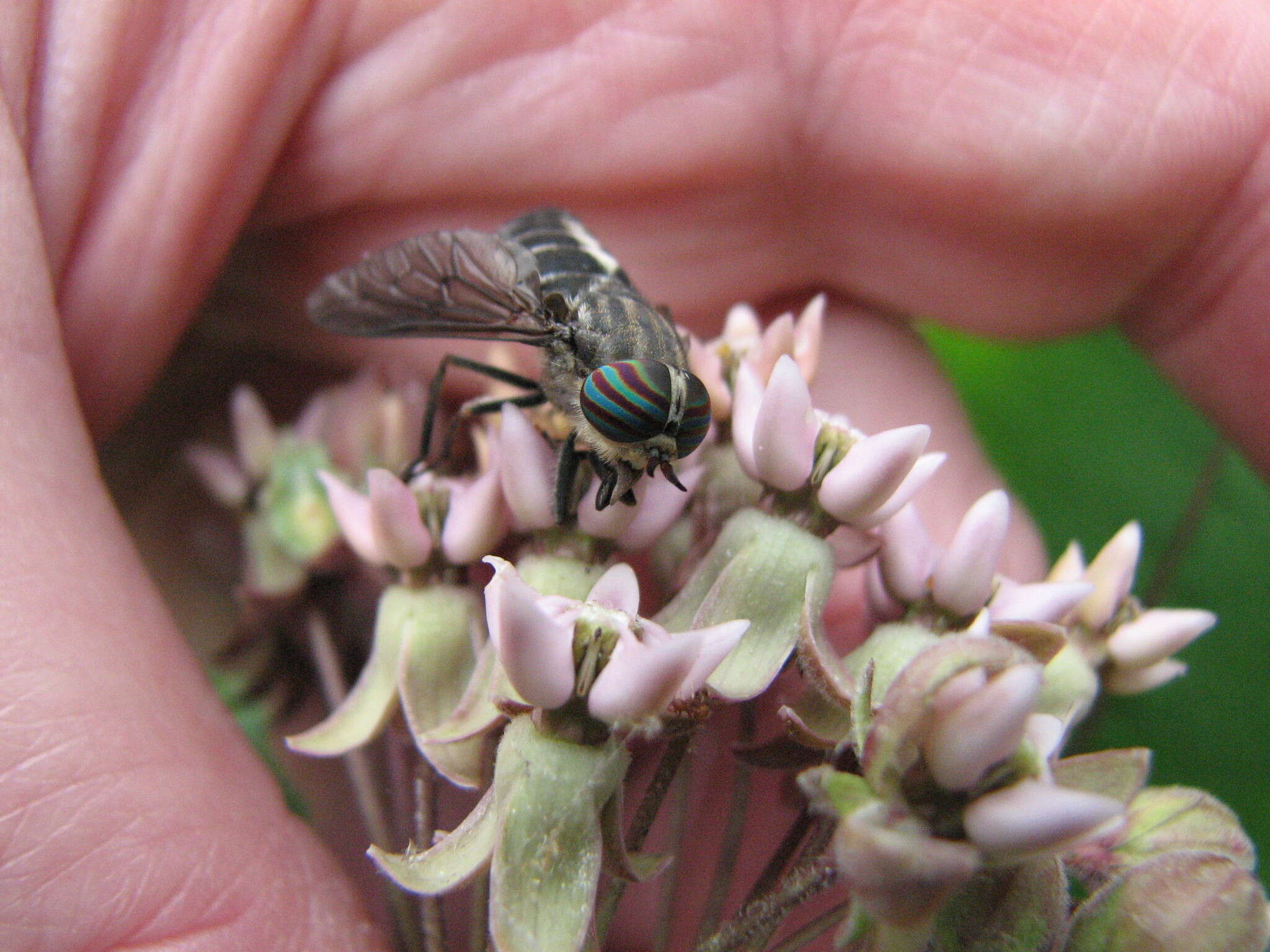 صورة Hybomitra sodalis (Williston 1887)