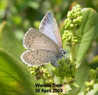 Image of Spring Azure