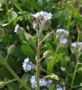 Слика од Myosotis arvensis (L.) Hill