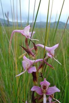 Image of Disa zuluensis Rolfe