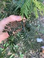 Image of Acacia oshanesii F. Muell. & Maiden