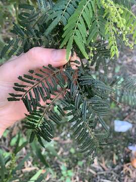 Sivun Acacia oshanesii F. Muell. & Maiden kuva