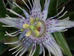 Passiflora karwinskii Mast.的圖片