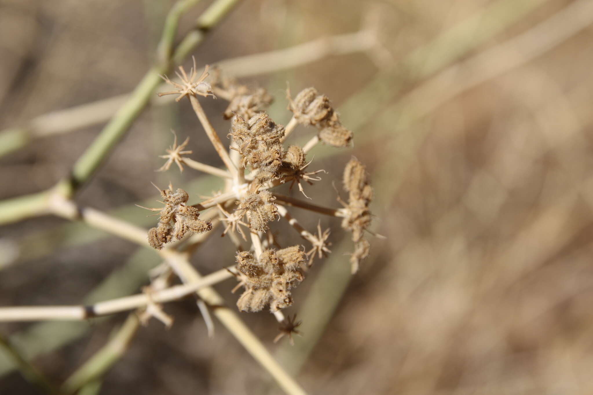 Image of Deverra triradiata Hochst. ex Boiss.