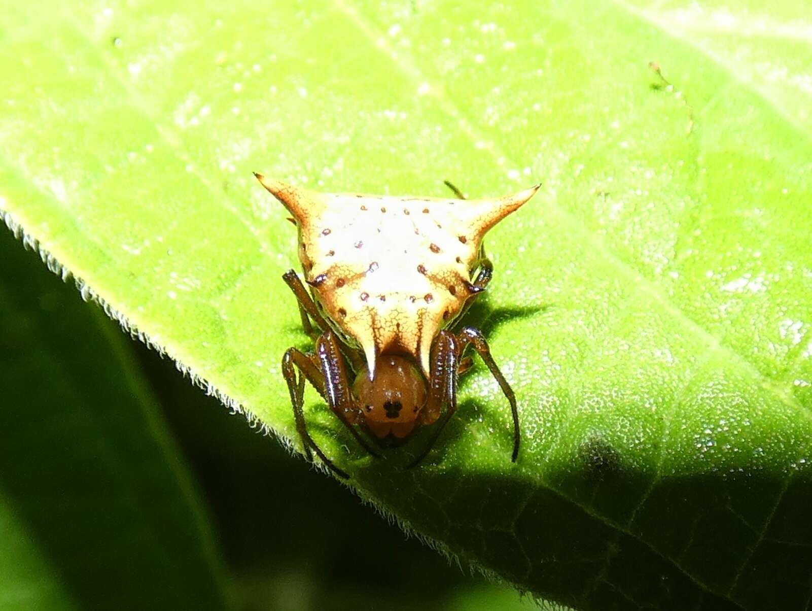 Imagem de Micrathena flaveola (Perty 1839)