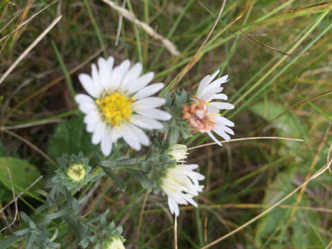 Image of white prairie aster