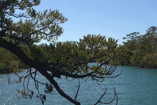 Image of New Caledonia retrophyllum