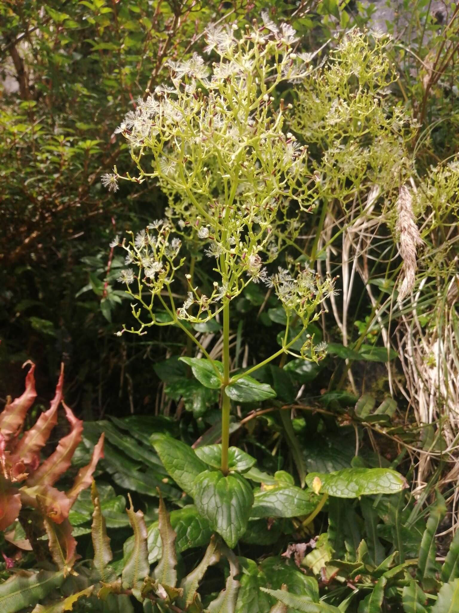 Image of Valeriana lapathifolia Vahl