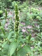 Image of Yellow Giant Hyssop