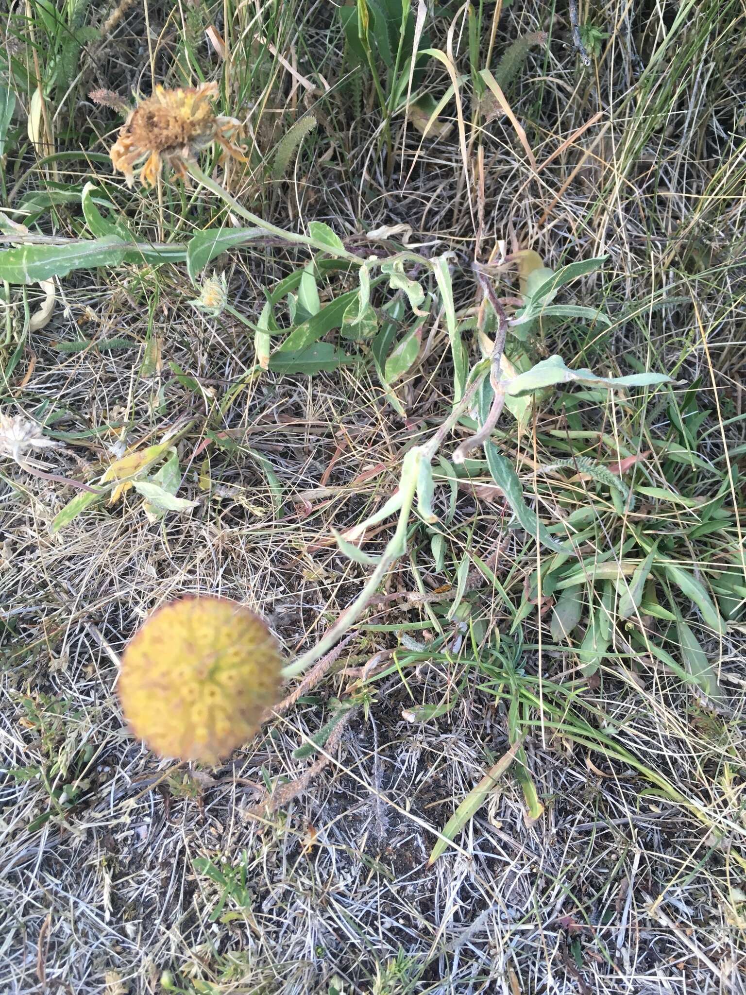 Image of Common perennial gaillardia