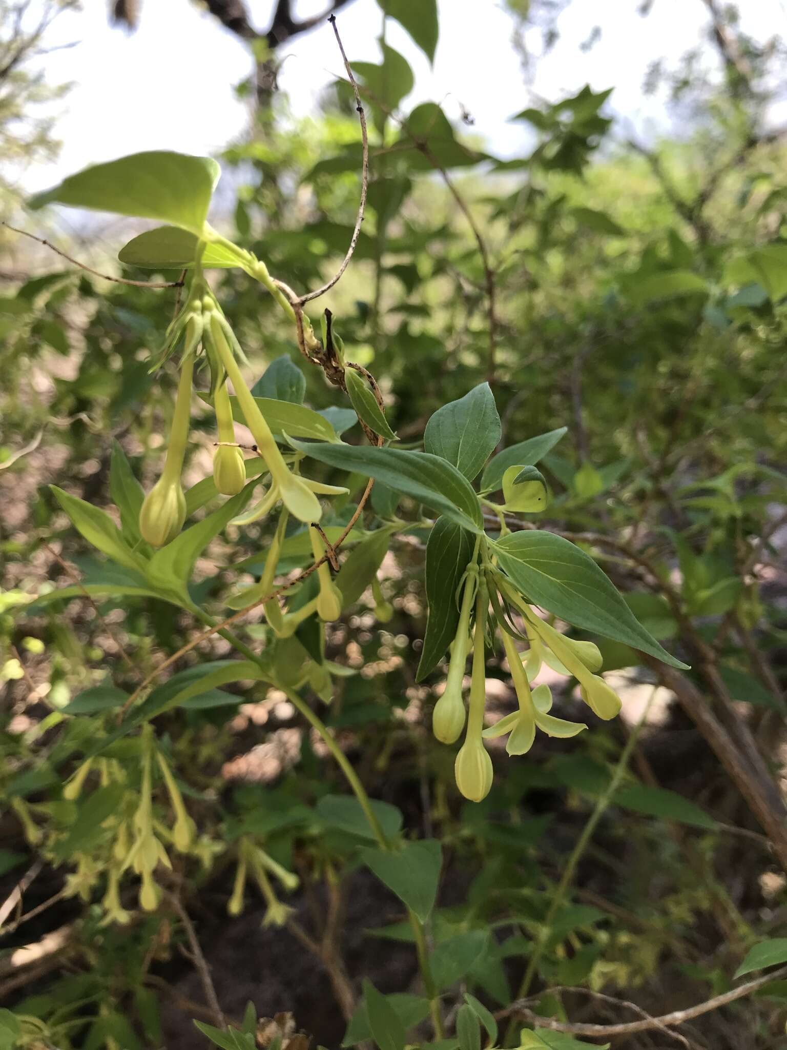 Image of Bouvardia multiflora (Cav.) Schult. & Schult. fil.