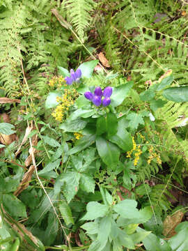 Image of bottle gentian