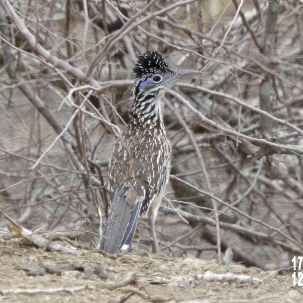 Image of Lesser Roadrunner