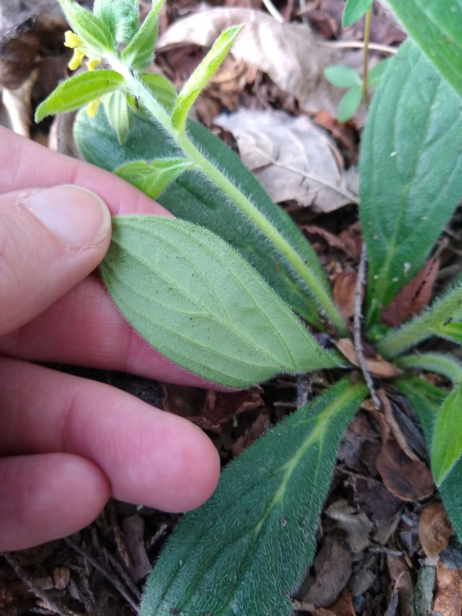 Слика од Lithospermum tuberosum Rugel ex A. DC.