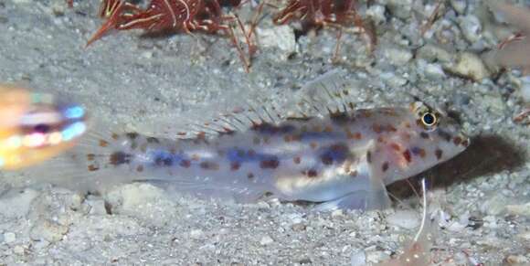 Fusigobius maximus (Randall 2001) resmi