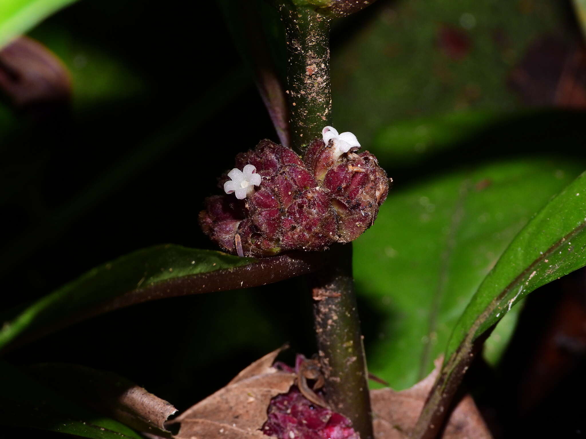 Image of Notopleura lateralis (Steyerm.) C. M. Taylor