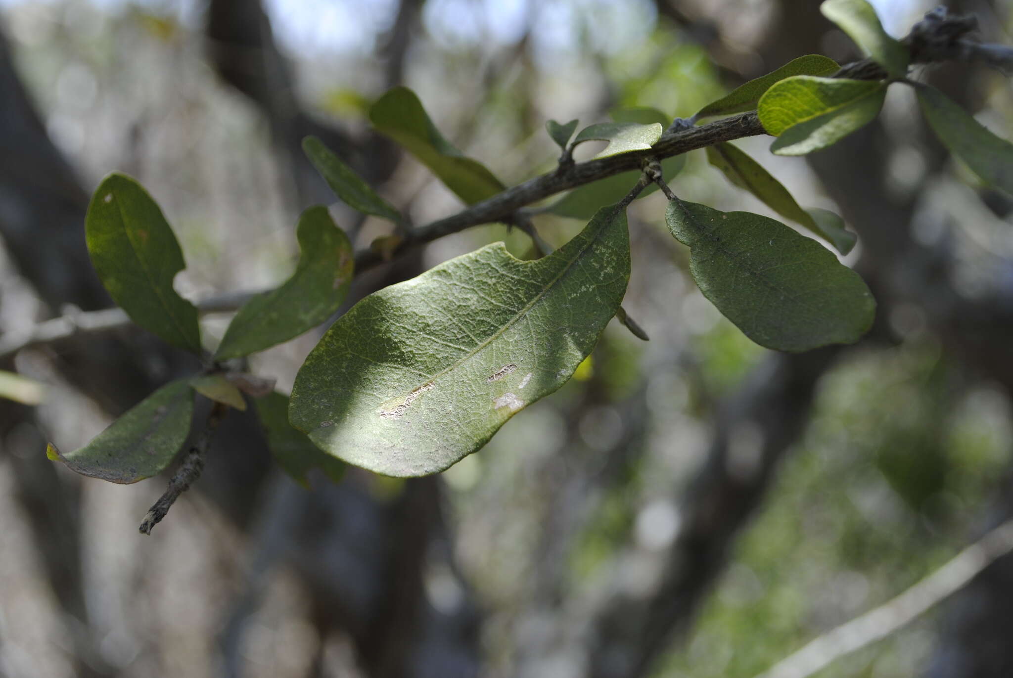 Image of Erythroxylum mexicanum Kunth