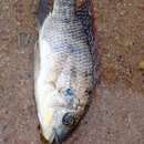 Image of Kariba tilapia