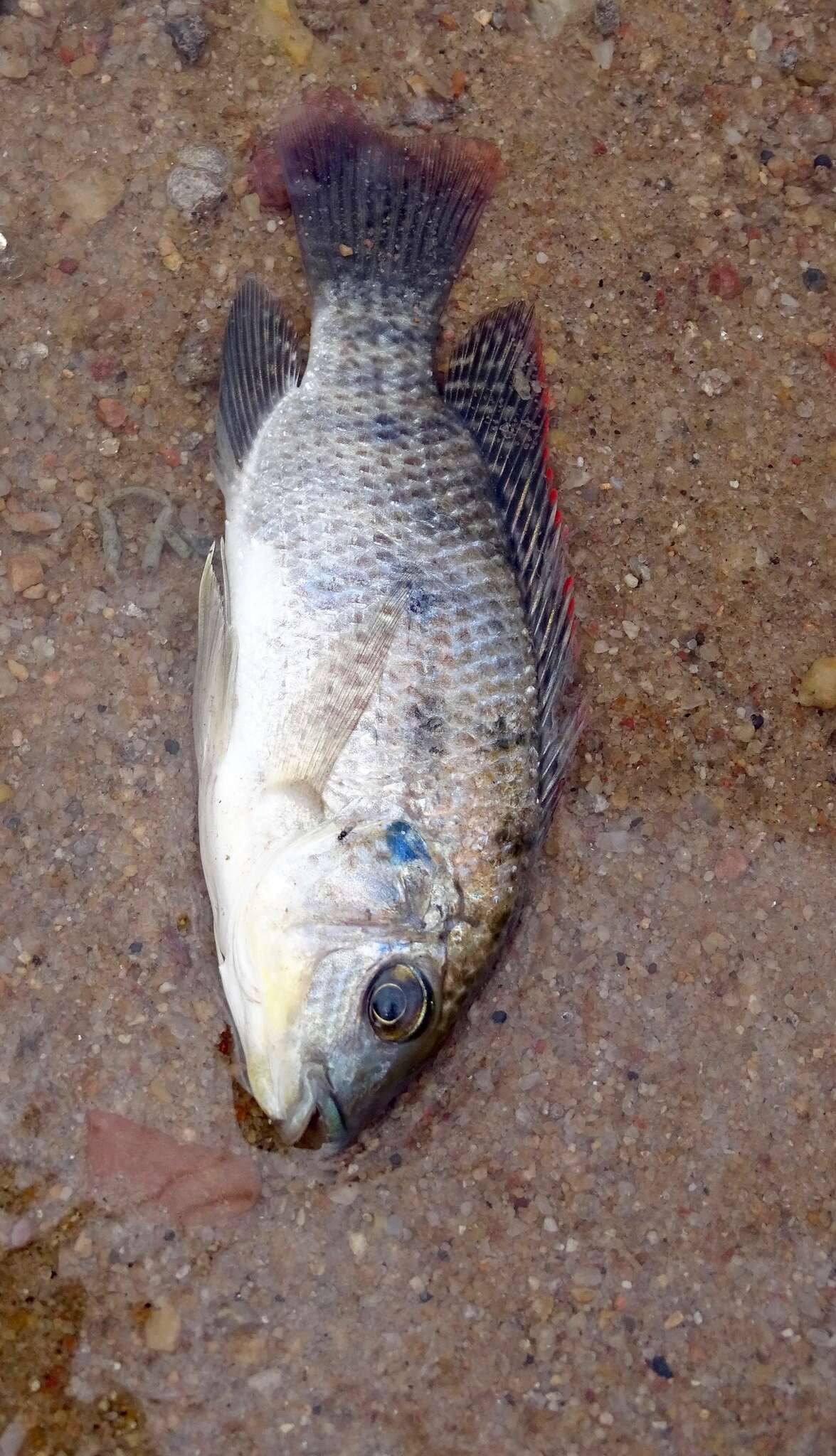 Image de Oreochromis mortimeri (Trewavas 1966)