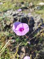 Sivun <i>Ipomoea <i>ternifolia</i></i> var. ternifolia kuva