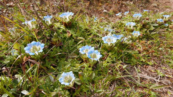 Image de Gentiana depressa D. Don