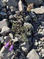 Image of Snow Mountain beardtongue