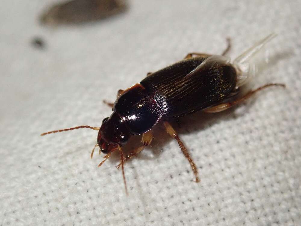 Imagem de Harpalus (Pseudoophonus) griseus (Panzer 1796)