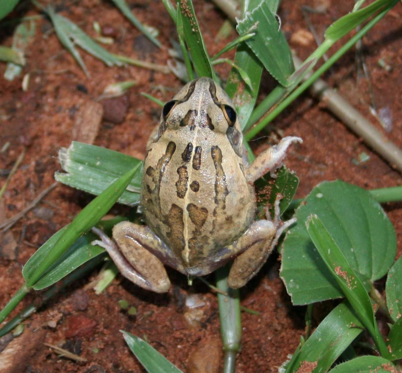 Image of Long-footed Frog