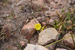 Imagem de Crocanthemum pugae (G. Calderón de Rzedowski)