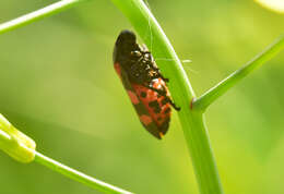 Image of Cercopis sanguinolenta (Scopoli 1763)