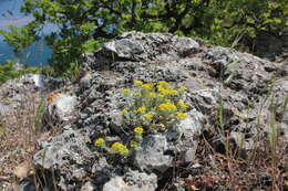 Sivun Alyssum tortuosum Waldst. & Kit. ex Willd. kuva