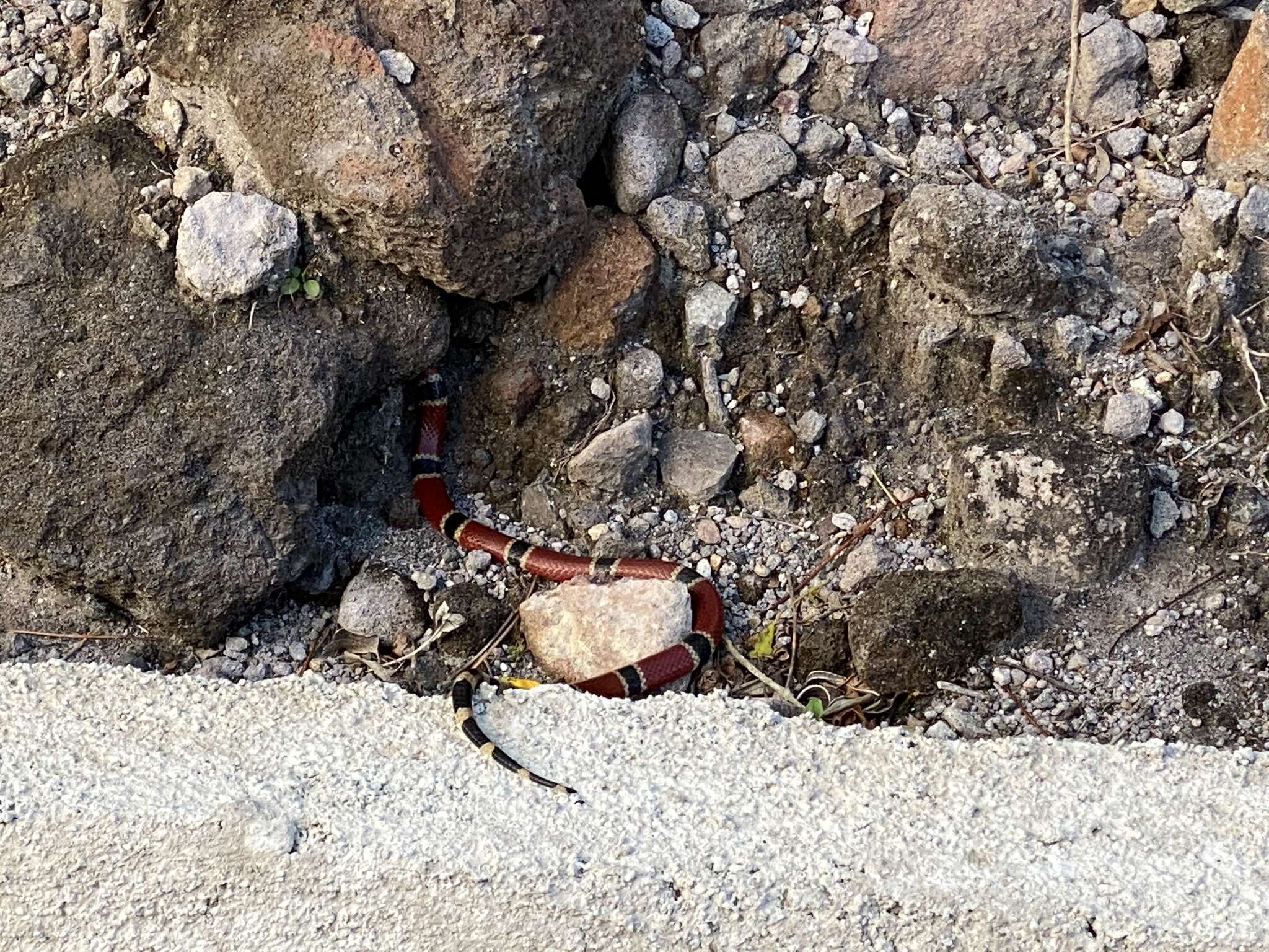 Image of Black-banded Coral Snake