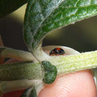 Image of Minute two-spotted ladybird beetle